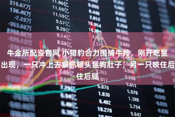 牛金所配资官网 小猎豹合力围捕牛羚，刚开吃鬣狗出现，一只冲上去狠抓领头鬣狗肚子，另一只咬住后腿